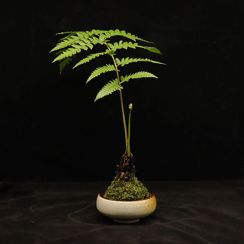 苔玉 相关京东优惠商品人气降序排行榜 价格图片品牌优惠券 虎窝购