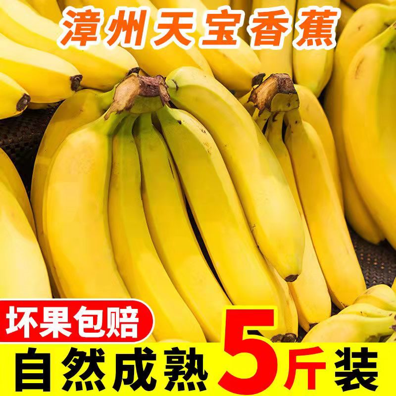 四叔公果蔬【sf】漳州天宝香甜大香蕉 新鲜现割当季整箱水果绿皮香蕉