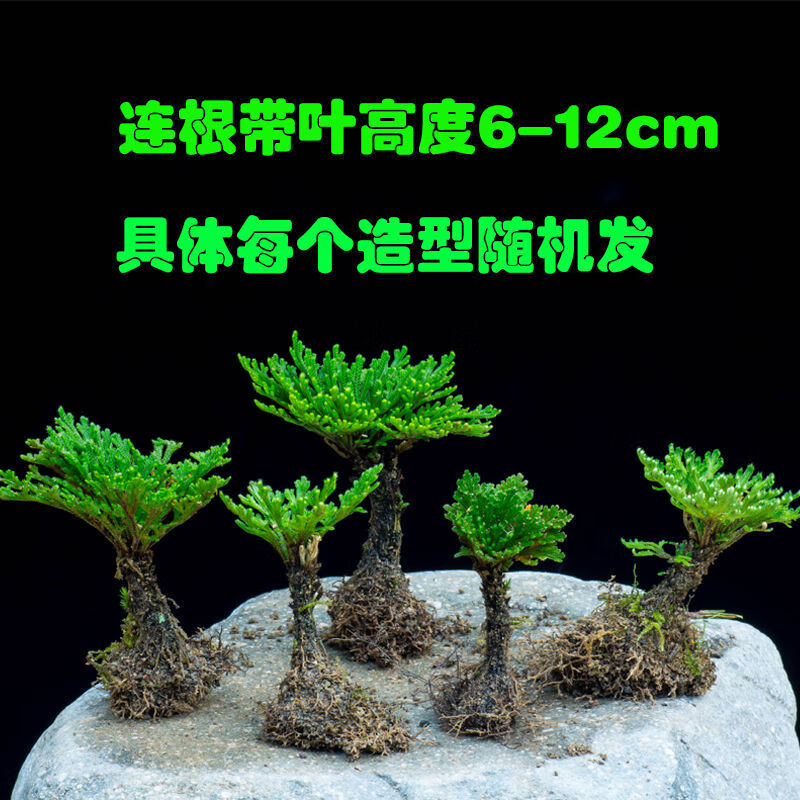 江影清好养卷柏九死还魂草专用叶面营养沙土青绿苔藓假山吸水石用小