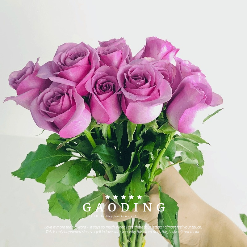 玫瑰花鲜切花表白送老婆送对象生日礼物情人节礼物花卉室内浪漫玫瑰
