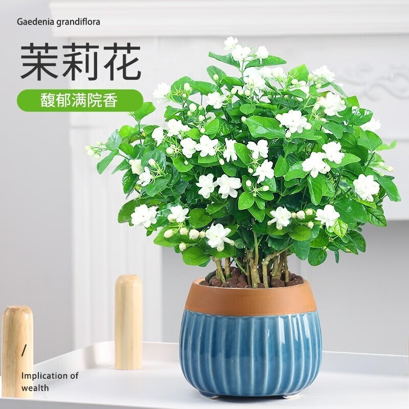 重瓣茉莉花苗室外绿植阳台花卉盆栽四季开花庭院窗台观花植物 茉莉花4颗+盆+肥
