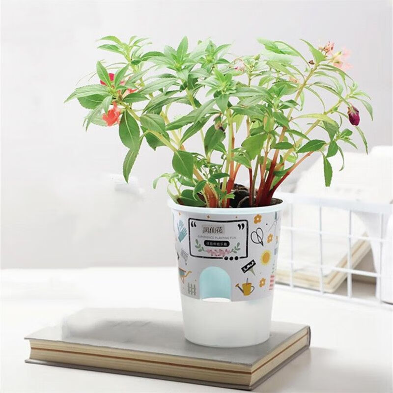 莱小花农盆栽植物盆栽幼儿园吸水浪漫懒人绿植蒲公英观察生活 凤仙花