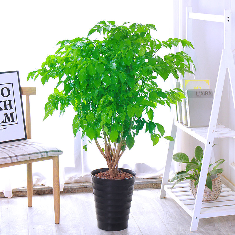 大型绿植历史价格软件|大型绿植价格比较