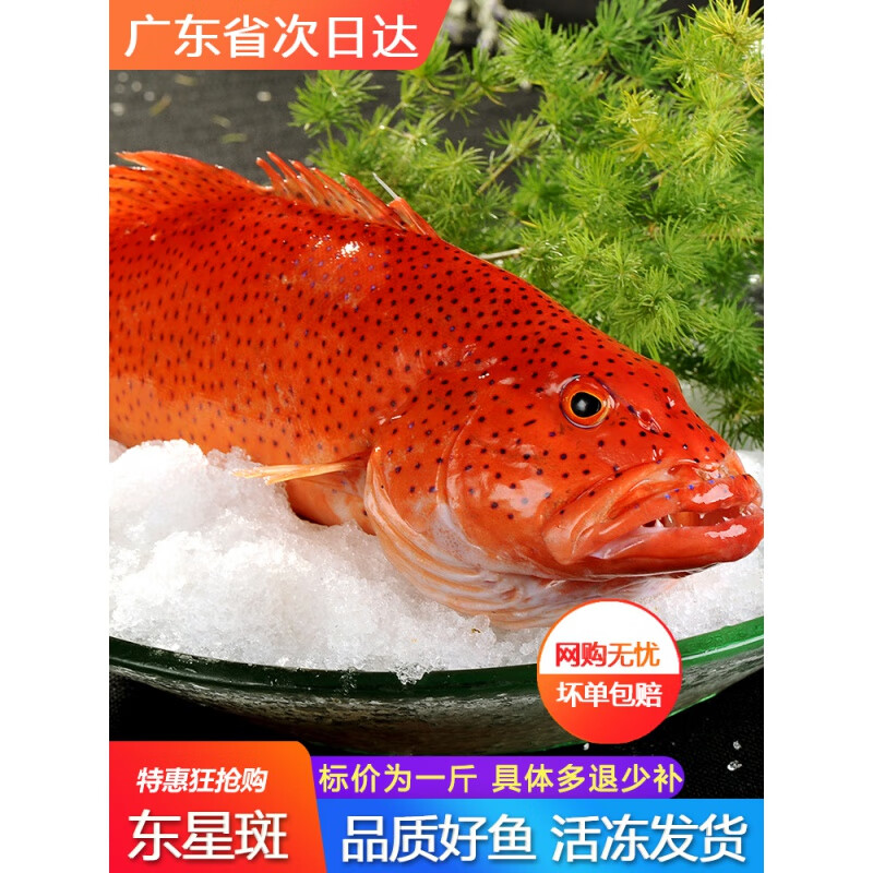 鲜木东星斑鲜活冷冻一斤多深海海鲜水产刺身瓜子燕尾斑特大红石斑鱼