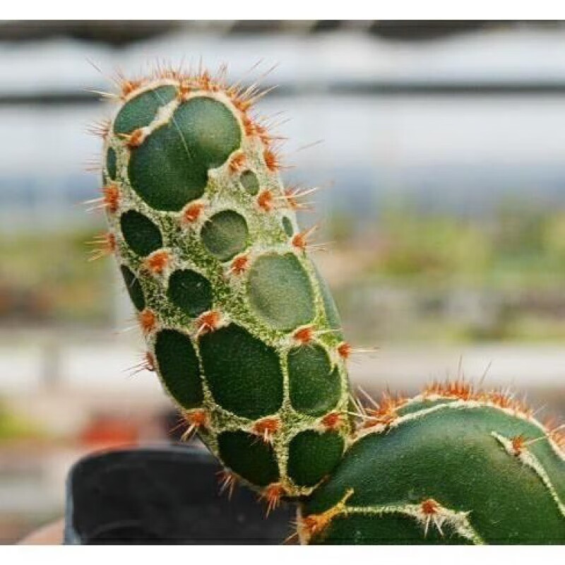 龟甲团扇 仙人掌  稀有多肉植物多肉植物 龟甲现单头无根苗1个 裸根不