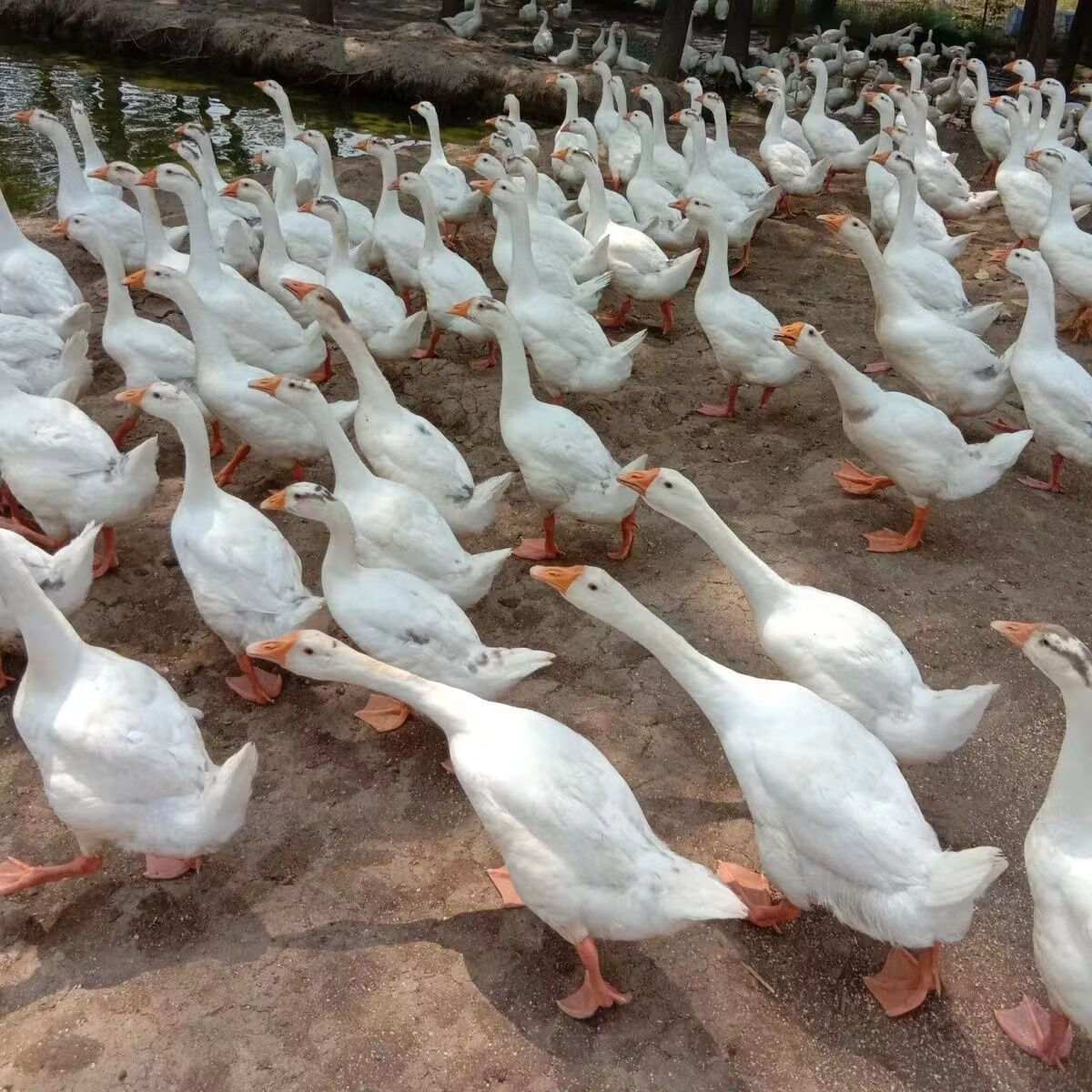 网红大种白鹅苗产蛋鹅活体鹅苗特大狮头鹅苗四季白鹅活体批发鹅苗 白