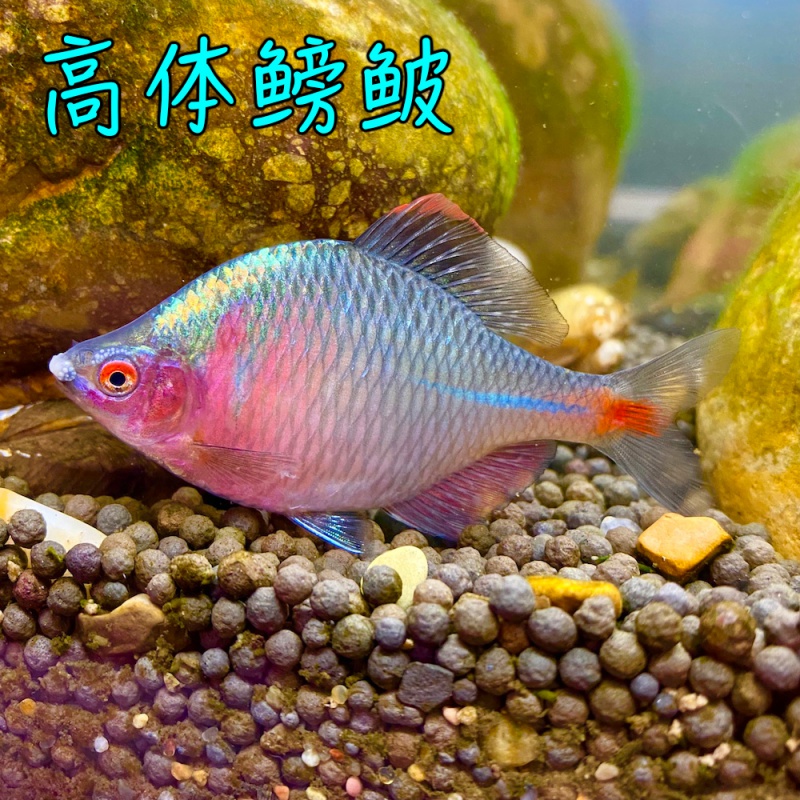 kjhgf高体鳑鲏鱼活体菜板鱼四方皮镜鱼小型原生淡水观赏鱼冷水彩虹鱼