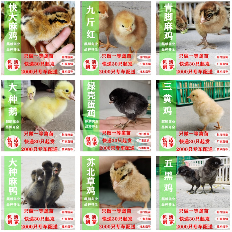 土鸡苗仔活苗五黑鸡三黄鸡苗麻鸡苗批发土鸡苗活体出壳鸡麻鸡公母幼苗
