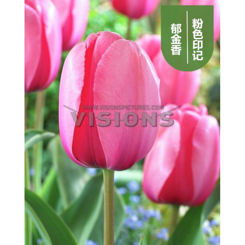 水培鲜花种子郁金香 郁金香种球5度球重瓣带芽耐寒水培花卉盆栽植物花