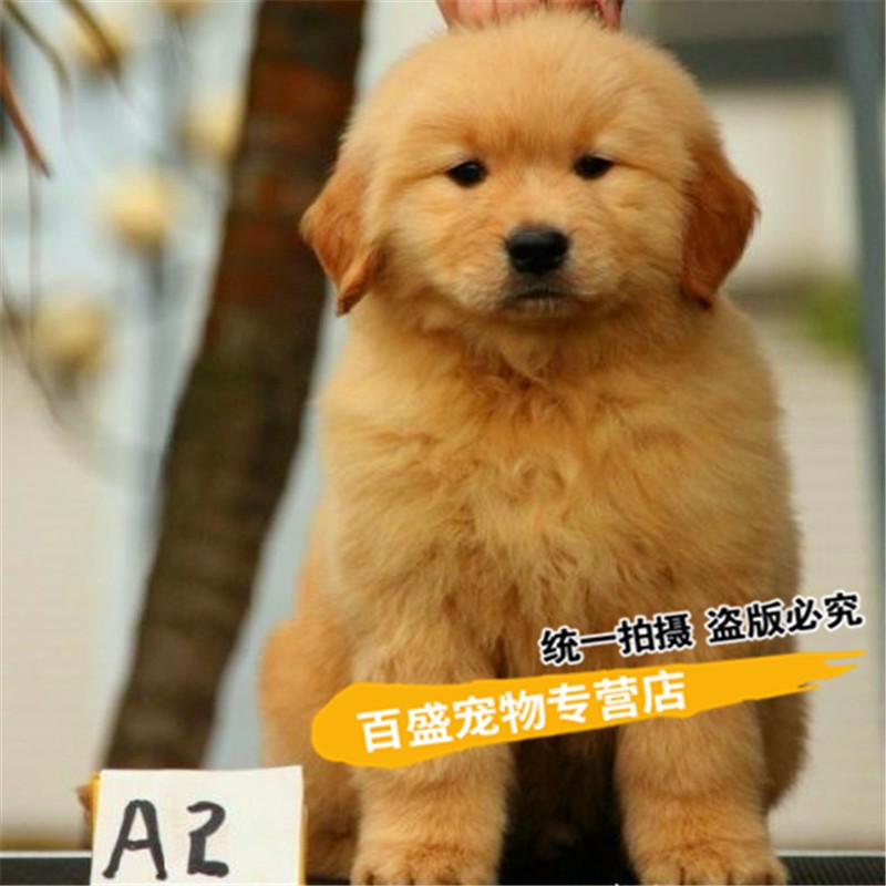 别态萌出售 纯种赛级金毛犬幼犬  家养活体宠物狗 长毛金毛犬家庭伴侣