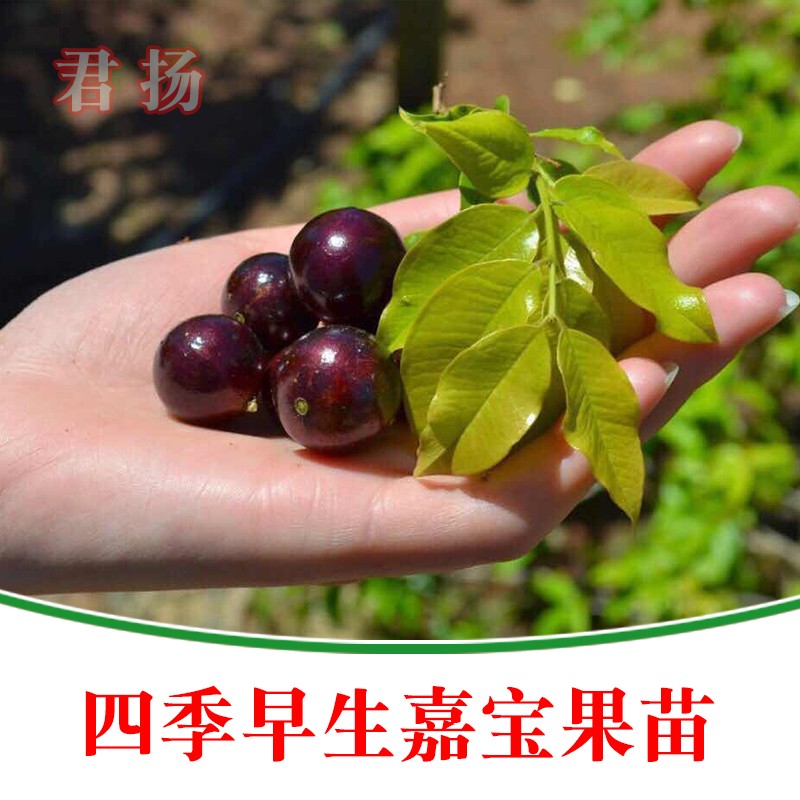 四季早生红妃嘉宝果树葡萄苗 多次结果 带土带叶可盆栽地栽庭院种植