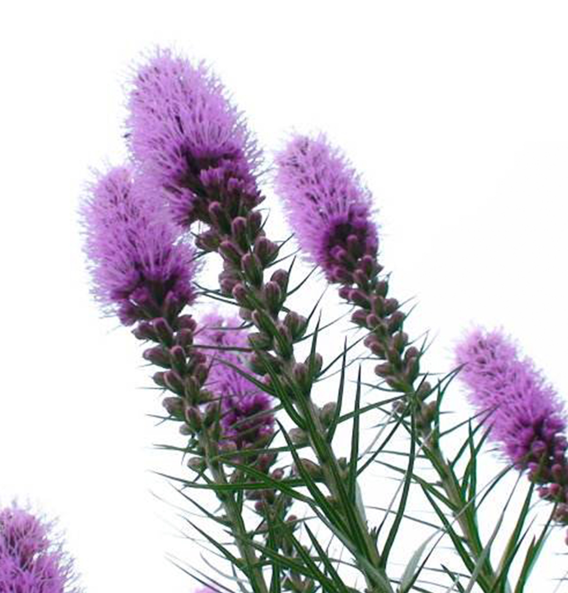 一种一芽 蛇鞭菊种球 多年生宿根花卉植物花园庭院阳台盆栽花卉新手易