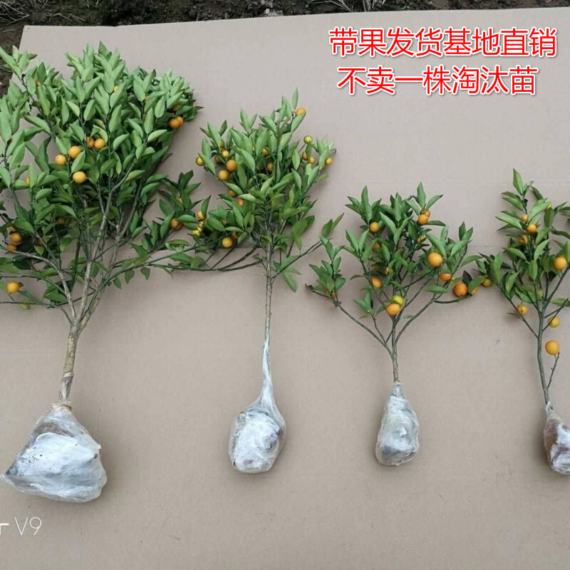橘子樹苗帶果發(fā)貨新品種室內(nèi)盆栽地栽耐寒南北方中種植果樹苗 四季金桔【可食用觀賞】 4cm大苗帶小果【后期結(jié)果爆滿】