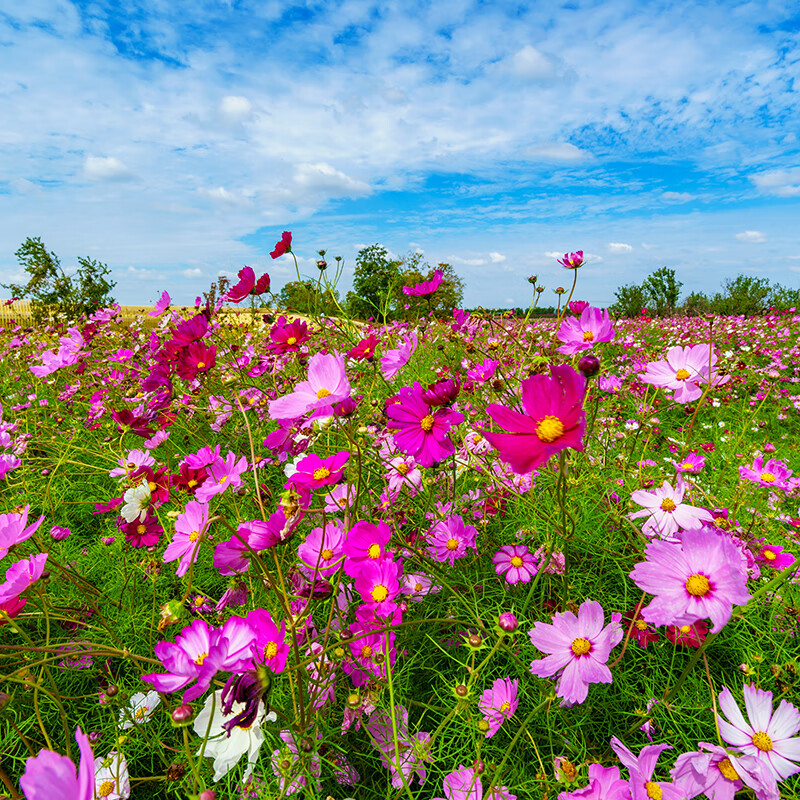 虞美人百日草野花组合绿化花海景观庭院花卉种子 中杆混色波斯菊1斤