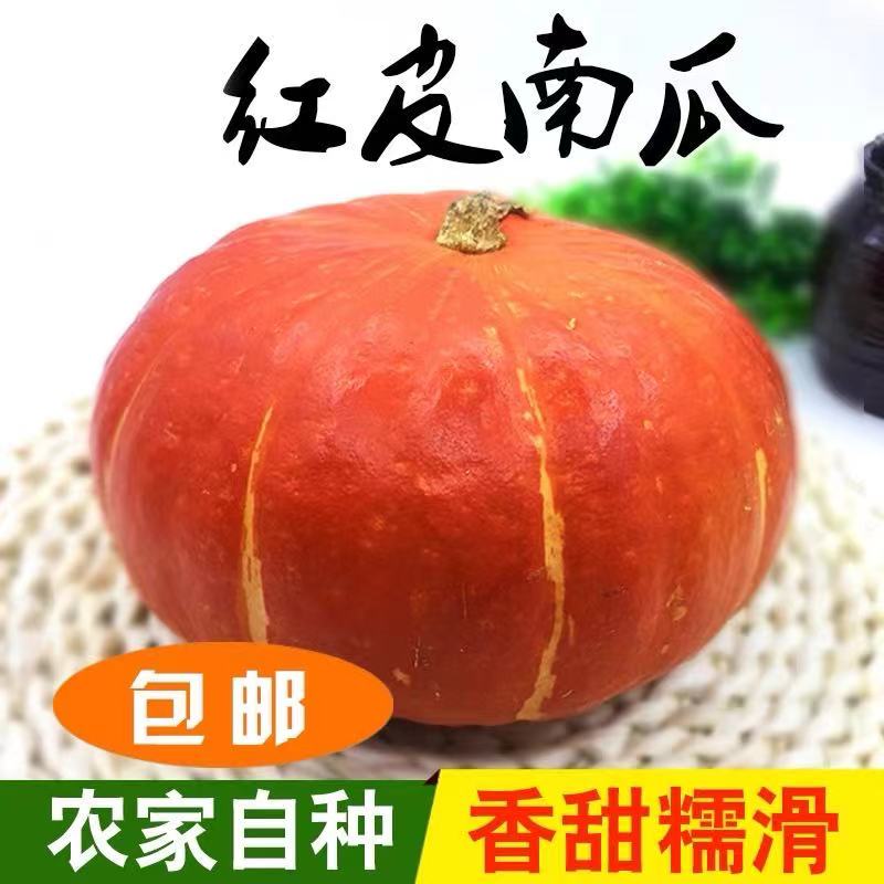 新鲜现摘小金瓜红皮南瓜万圣节南瓜黄金瓜倭瓜幼儿辅食坏瓜包换 标准