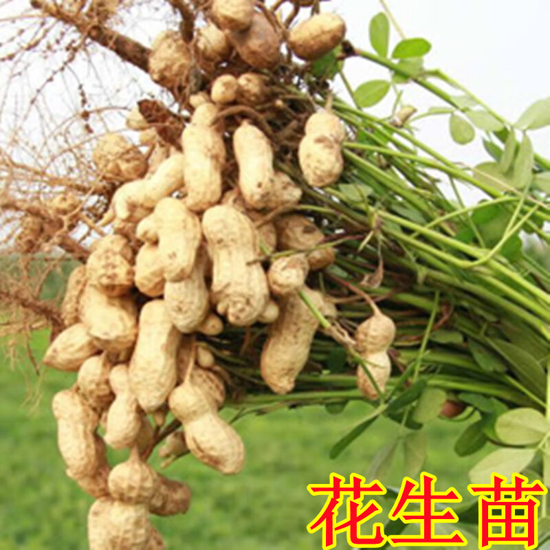 苗豌豆苗荷兰豆苗玉米苗莴笋苗甘蓝苗阳台盆栽蔬菜幼苗 花生秧苗(5颗)