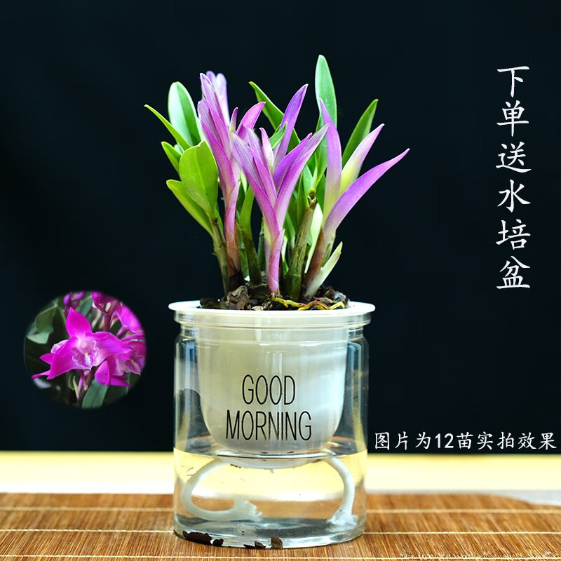 艾莹七彩香水石斛兰花四季开花好养绿植浓香型石斛室内植物花卉盆栽 12-15苗七彩石斛当年开花配水培盆