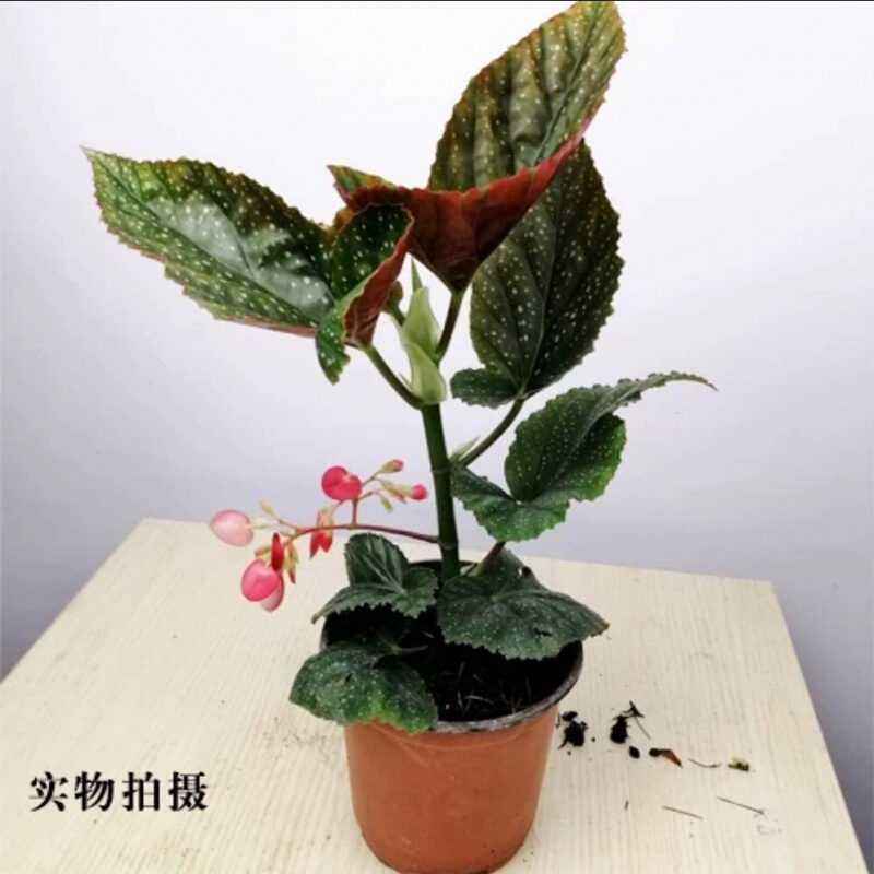 斑叶竹节秋海棠花卉绿植物室内阳台办公室客厅摆放植物 好养易活开花