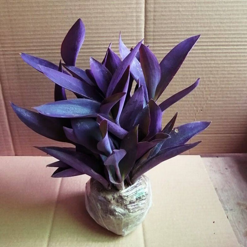 倾颜 室外室内花卉绿植盆载紫竹梅紫罗兰开花吊兰植物喜阳的盆栽植物