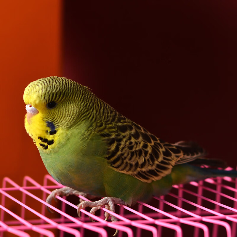 仟芸特色精品欧台国血大头手养虎皮鹦鹉活鸟鸟活物会说话幼鸟宠物