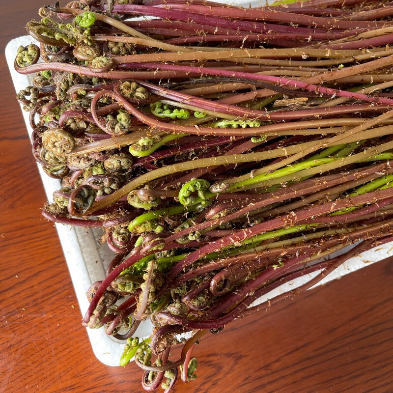 猴腿菜东北特产山野菜猴腿野生蕨菜现摘山菜500g顺丰 500g