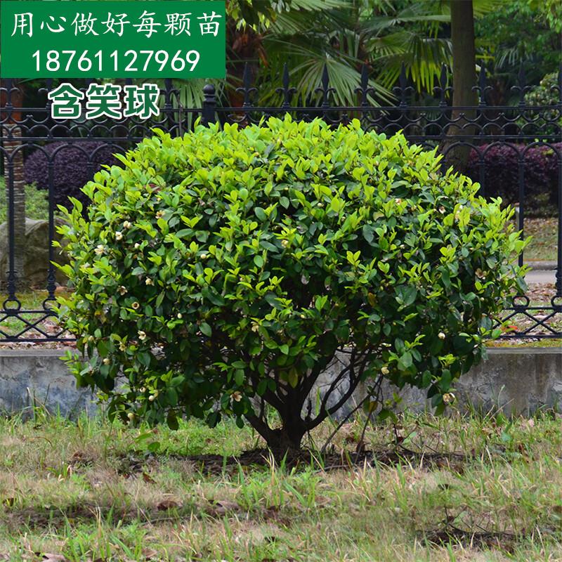 千颂园含笑球树苗红花含笑苗 紫花含笑树苗 庭院别墅盆栽花苗耐寒常绿
