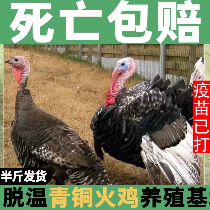 纯种巨型尼古拉火鸡活苗青铜火鸡苗贝蒂娜火鸡苗半大火鸡仔脱温苗