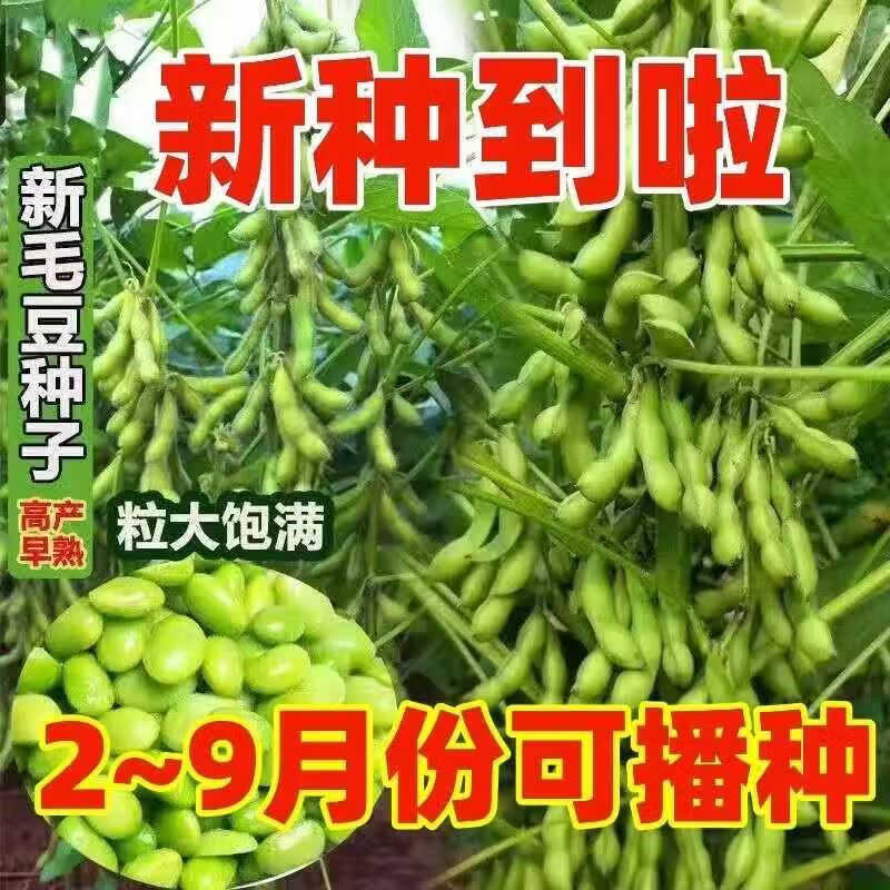 若荷早熟高产大粒毛豆种子软糯清香非转基因毛豆种子春播夏播抗病耐寒 毛豆种子半斤