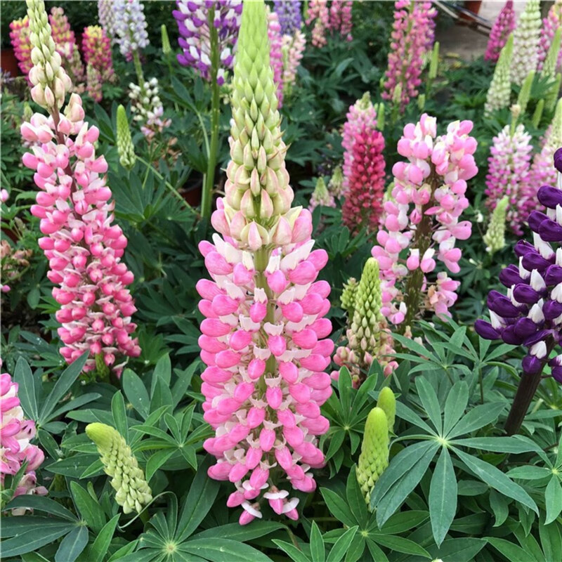 花种子四季种易活开花多年生宿根花籽室外庭院花卉种籽一丈红 鲁冰花