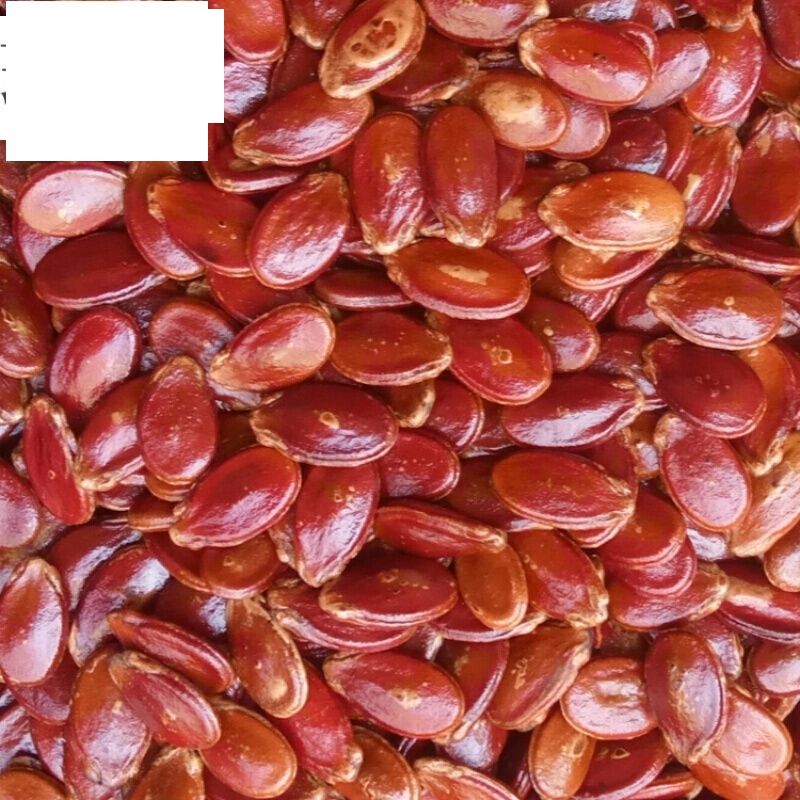 虎钢馋正宗江西赣南信丰瓜子手工炒制原味西瓜子500g本地红瓜子 炒熟