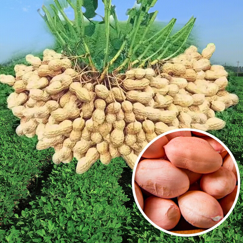 北蔬 花生种子原种农科院新品种高产花生四粒 蔬菜 鲁寿花生种子3斤