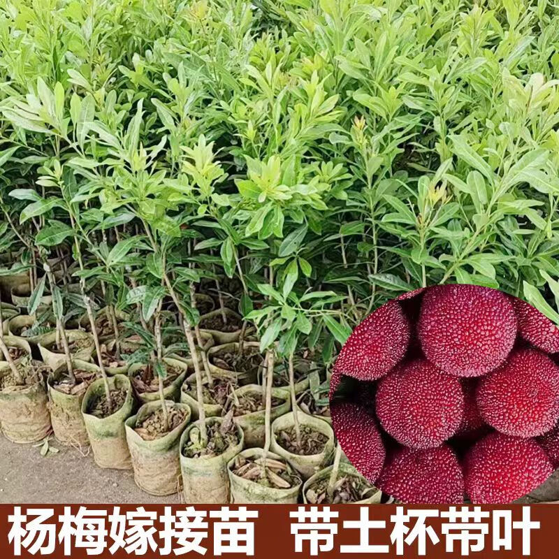 正宗嫁接东魁杨梅树苗黑炭杨梅树果苗南北方种植地栽盆栽当年结果 东