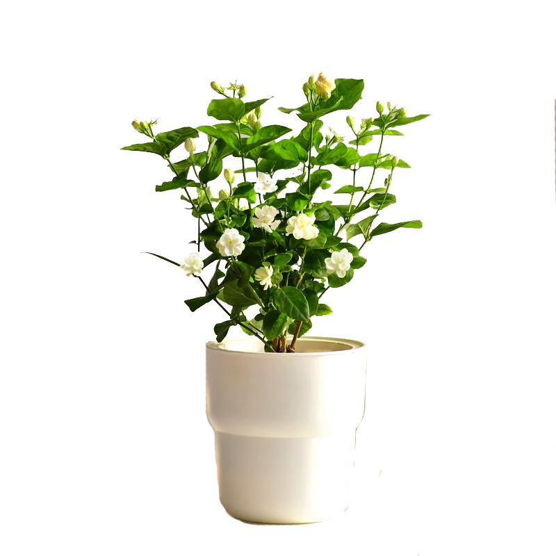 花卉近期价格走势如何|花卉价格比较