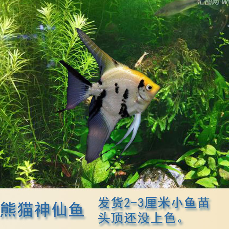 神仙鱼燕鱼秘鲁伊莎贝尔雪燕热带观赏鱼小型鱼苗套餐活体淡水 熊猫燕3