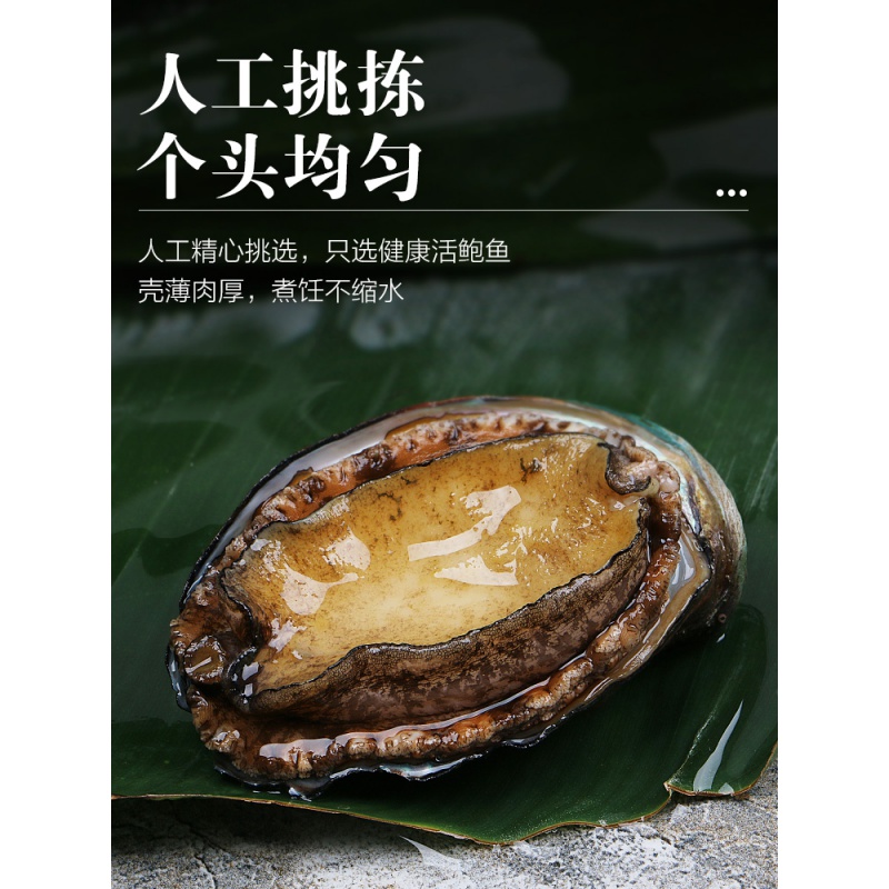 新鲜鲍鱼海鲜水产大个鲍鱼1斤鲍青岛