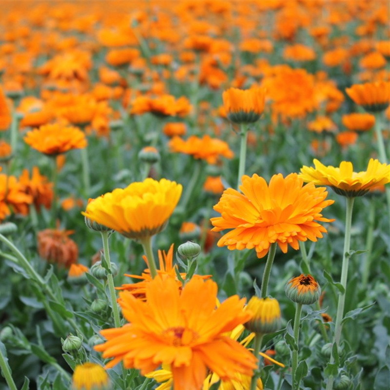 花友秀 金盏菊种子 花卉种籽 易种花种 庭院道路花海工程草籽