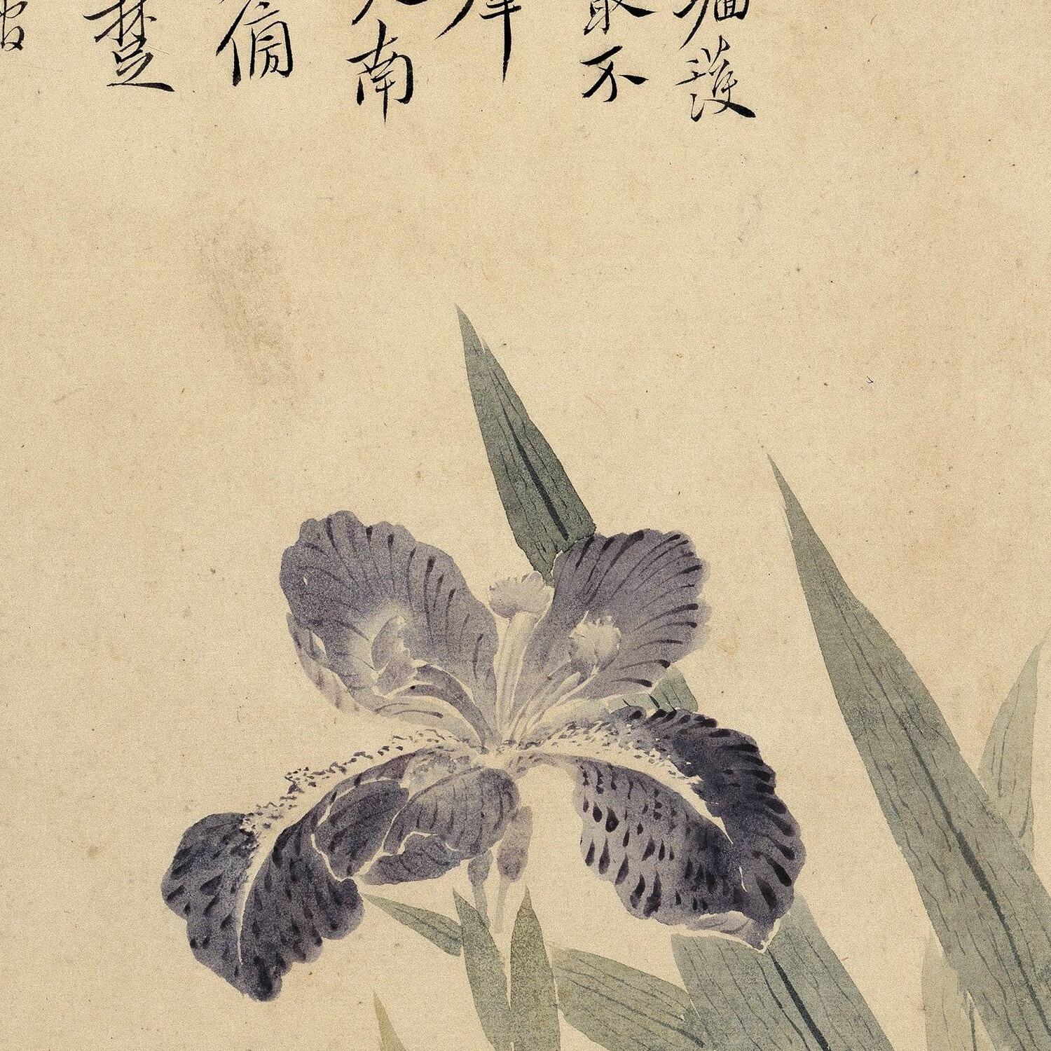 清代恽寿平所作纸本国画小品紫鸢花图-恽寿平-55x40 副本.jpg