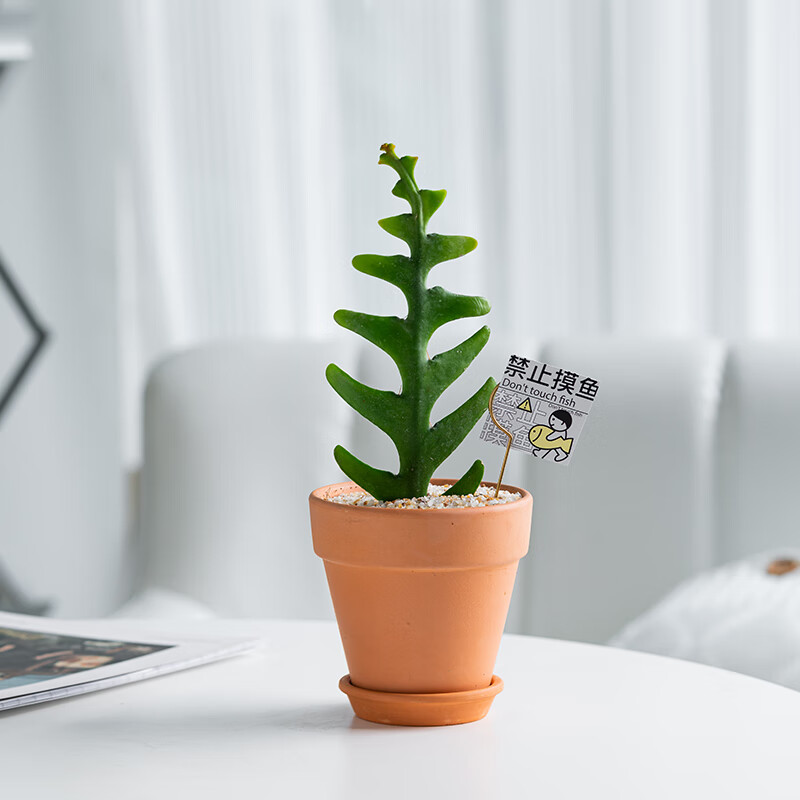 约巢约巢稀有植物绿植鱼之骨仙人掌奇特桌面植物室内盆栽鱼骨仙人掌盆