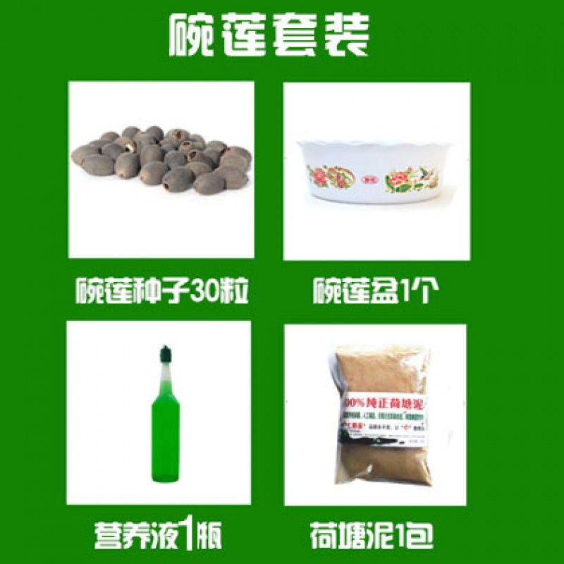 花如嫣观赏水生微型碗莲水培植物种子莲花四季室内种