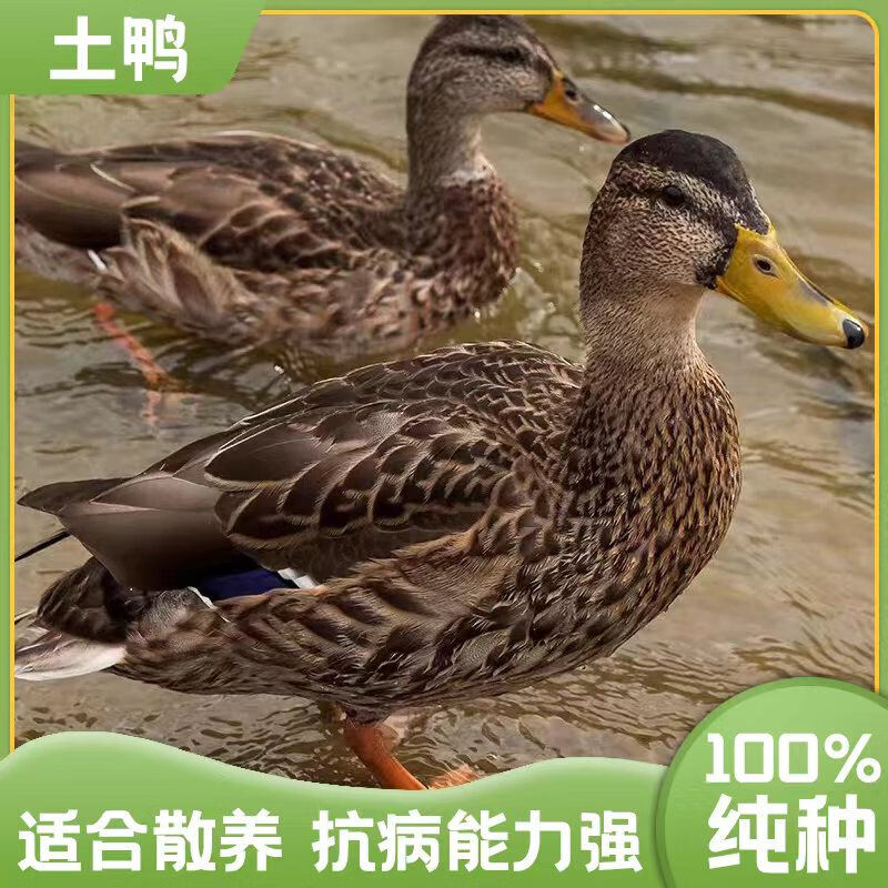 家养高产蛋鸭绿头鸭大种麻鸭黑番鸭旱鸭青头鸭白番鸭肉鸭活体幼苗 小