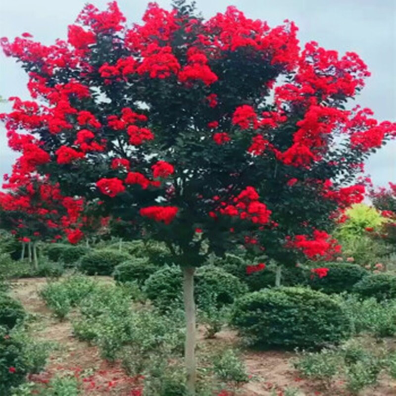 盆栽地栽红火球红火箭紫薇花苗红花紫薇别墅山庄美化特大高杆耐寒花树