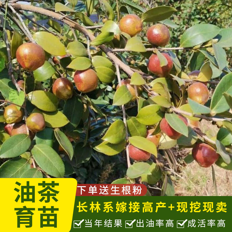 文静花坊  江西长林系高产嫁接油茶苗南方种植油茶树苗杯苗杂交中大