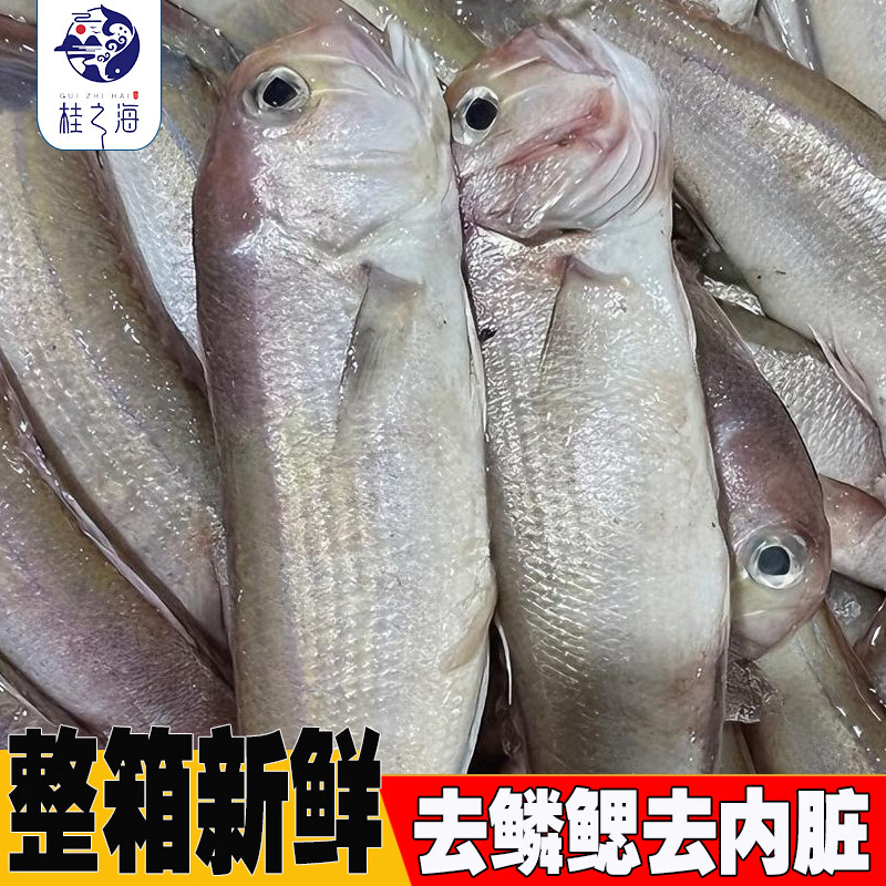 桂之海 桂广西马头鱼新鲜冷冻深海鱼去鳞鳃去内脏免处理特大号甘鲷鱼方头鱼 3条（420-500克/条）新鲜杀好