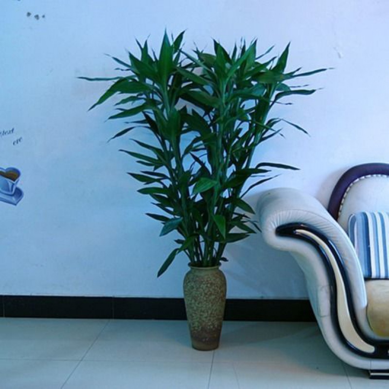 发财竹植物大叶竹转运竹盆栽植物室内绿植花卉隆鼎 1.