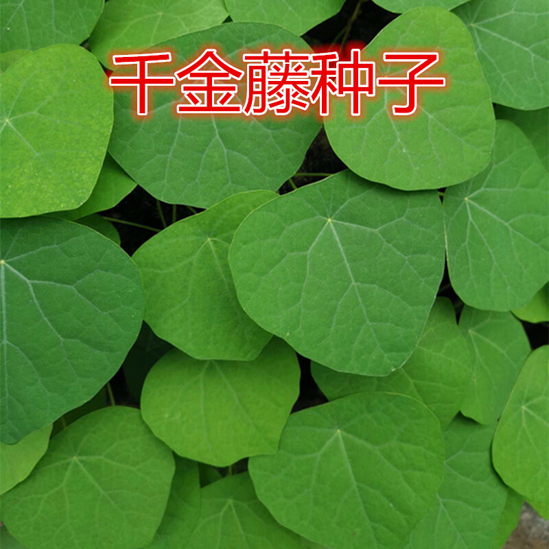 籽金线吊乌龟公老鼠藤野桃草朝合钹草金丝荷叶天药膏 千金藤种子100g