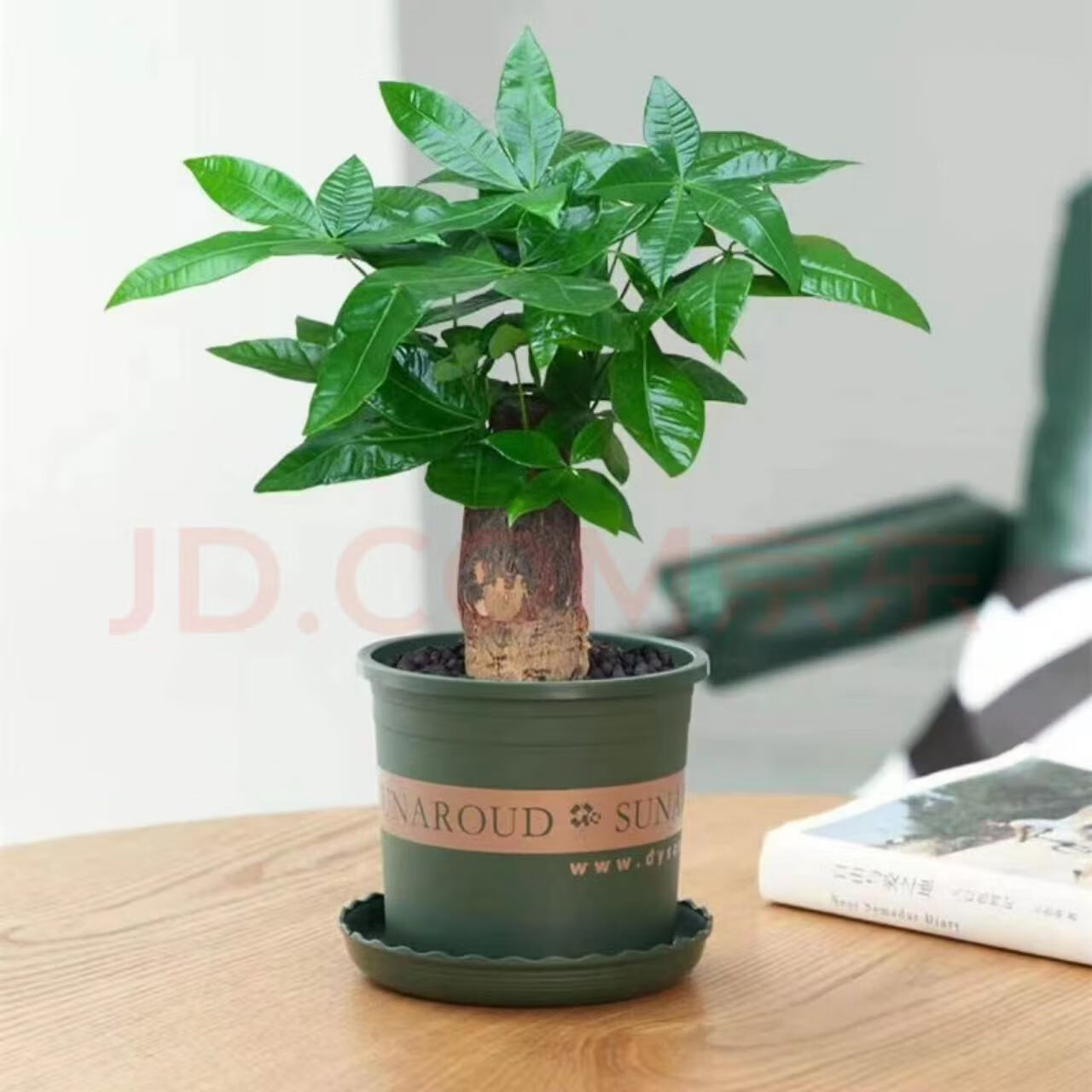 京东大型绿植最低价查询平台|大型绿植价格走势图