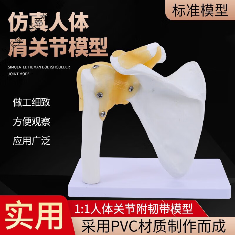 其他人體膝關(guān)節(jié)模型肩關(guān)節(jié)肘關(guān)節(jié)手關(guān)節(jié)腳關(guān)節(jié)髖關(guān)節(jié)模型1:1骨骼 D款肩關(guān)節(jié)有韌帶