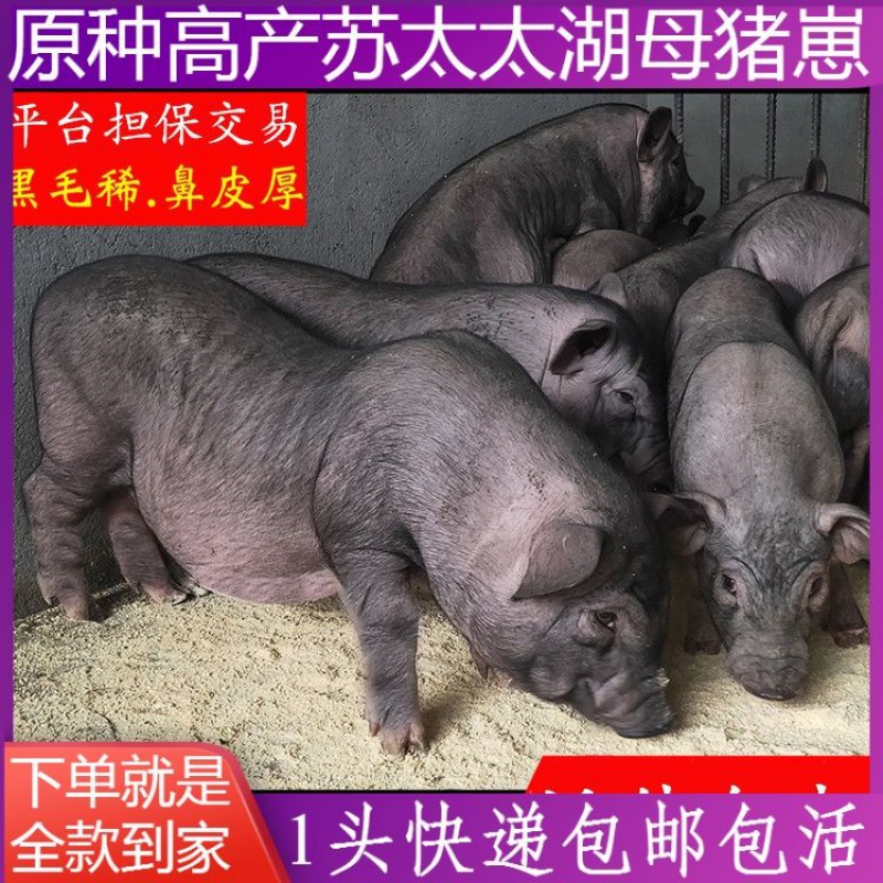 kjhgf原种一代太湖母猪苗纯种高产二代太湖活体幼仔苏太母猪活苗小