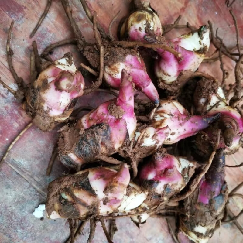 贵州新鲜焦芋粉现挖特产旱藕糯芭蕉芋绿色健康零食蔬菜百搭食材 5斤