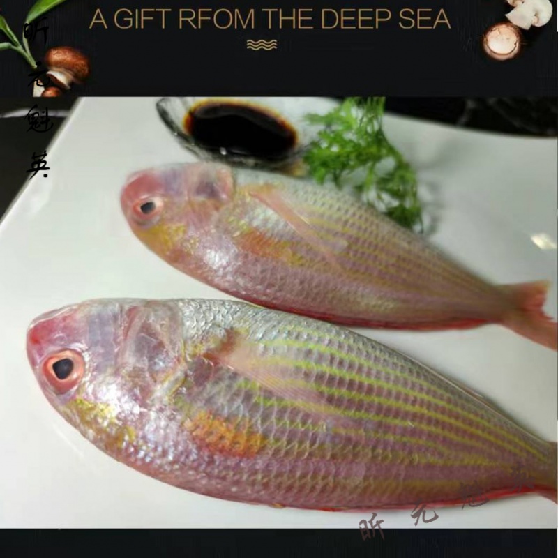 美朝福咸鱼咸广东鱼新鲜深海金线刀鲤鱼批发腌制整条 一夜埕1条(尝鲜)